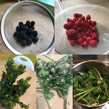 Attēlu rezultāti vaicājumam “Phellodendron amurense fruit”