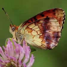 Attēlu rezultāti vaicājumam “Brenthis daphne”