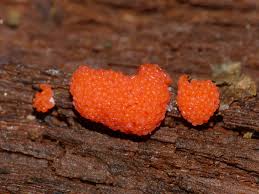 Attēlu rezultāti vaicājumam “Tubiferaceae”