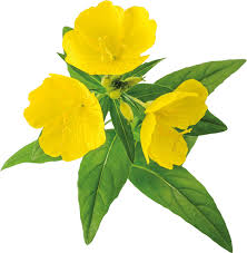 Image result for Nachtkerze