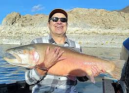 Image result for Oncorhynchus clarkii