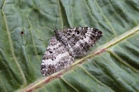 Attēlu rezultāti vaicājumam “Epirrhoe”