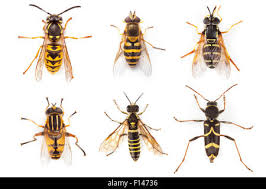 Attēlu rezultāti vaicājumam “Vespula germanica”