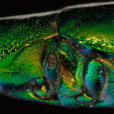 Attēlu rezultāti vaicājumam “Chaenotheca chlorella”