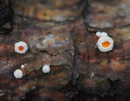 Attēlu rezultāti vaicājumam “Lachnellula willkommii”