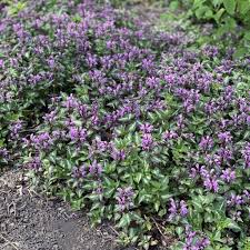 Attēlu rezultāti vaicājumam “Lamium maculatum”