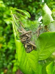 Attēlu rezultāti vaicājumam “Yponomeuta malinellus / cagnagella imago”
