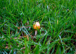 Attēlu rezultāti vaicājumam “Bolbitius vitellinus”