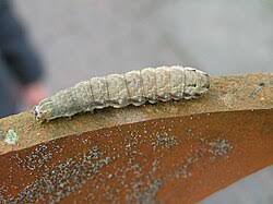 Attēlu rezultāti vaicājumam “Xestia baja”