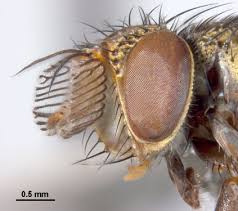 Attēlu rezultāti vaicājumam “Tachinidae”