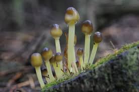 Attēlu rezultāti vaicājumam “Mycena epipterygia”