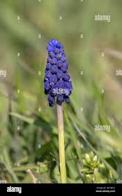 Attēlu rezultāti vaicājumam “Muscari neglectum flower”