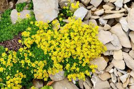Attēlu rezultāti vaicājumam “Sedum acre fruit”