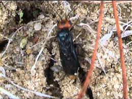 Attēlu rezultāti vaicājumam “Acantholyda erythrocephala”