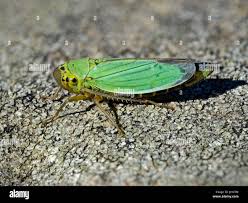 Attēlu rezultāti vaicājumam “Cicadella viridis”