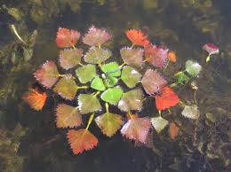 Attēlu rezultāti vaicājumam “Trapaceae”