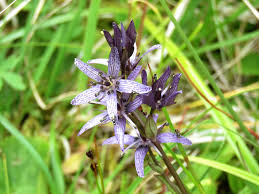 Attēlu rezultāti vaicājumam “Swertia perennis leaf”