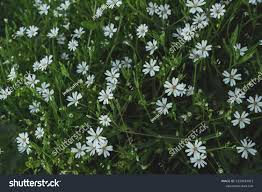 Attēlu rezultāti vaicājumam “Stellaria palustris”