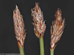 Attēlu rezultāti vaicājumam “Eleocharis palustris”