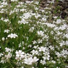 Attēlu rezultāti vaicājumam “Gypsophila fastigiata”