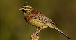 Image result for Emberiza cirlus