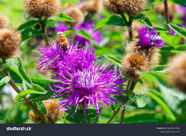 Attēlu rezultāti vaicājumam “Centaurea phrygia flower”