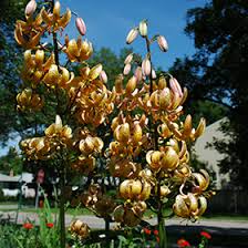 Attēlu rezultāti vaicājumam “Lilium martagon”