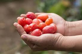 Attēlu rezultāti vaicājumam “Campanula latifolia fruit”