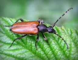 Attēlu rezultāti vaicājumam “Paracorymbia maculicornis”