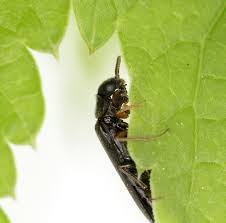 Attēlu rezultāti vaicājumam “Lymexylidae”