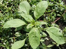 Attēlu rezultāti vaicājumam “Amaranthus retroflexus leaf”