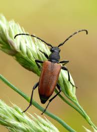 Attēlu rezultāti vaicājumam “Paracorymbia maculicornis”