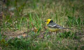 Attēlu rezultāti vaicājumam “Motacilla citreola”