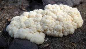 Attēlu rezultāti vaicājumam “Amaurochaete atra young”