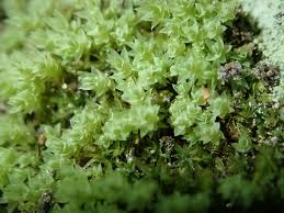 Attēlu rezultāti vaicājumam “Pohlia cruda”