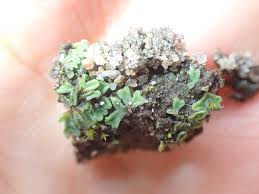 Attēlu rezultāti vaicājumam “Riccia sorocarpa”