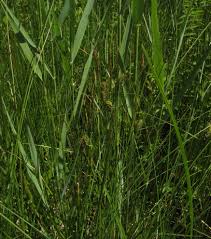 Attēlu rezultāti vaicājumam “Carex lasiocarpa male flower”