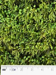 Attēlu rezultāti vaicājumam “Anomodon attenuatus”