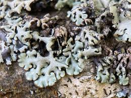 Attēlu rezultāti vaicājumam “Hypogymnia tubulosa”