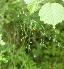 Attēlu rezultāti vaicājumam “Milium effusum flower”
