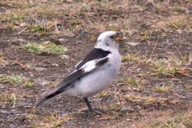 Attēlu rezultāti vaicājumam “Plectrophenax nivalis”