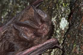 Attēlu rezultāti vaicājumam “Barbastella barbastellus”