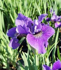 Attēlu rezultāti vaicājumam “Iris sibirica flower”