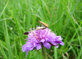 Attēlu rezultāti vaicājumam “Nemophora metallica”