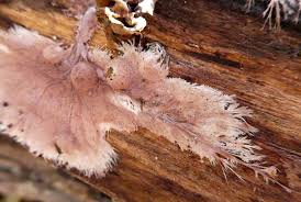 Attēlu rezultāti vaicājumam “Steccherinum fimbriatum”