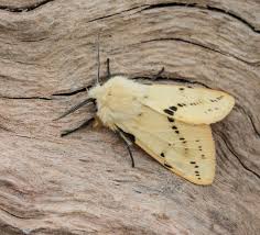 Attēlu rezultāti vaicājumam “Spilosoma lutea”