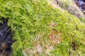 Attēlu rezultāti vaicājumam “Sanionia uncinata”