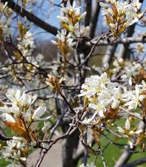 Attēlu rezultāti vaicājumam “Amelanchier canadensis”
