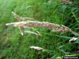 Attēlu rezultāti vaicājumam “Phalaroides arundinacea fruit”