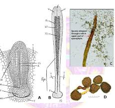 Attēlu rezultāti vaicājumam “Anthocerotopsida”